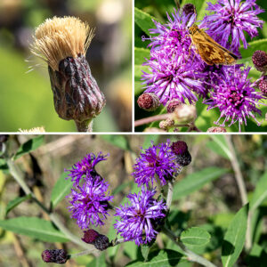 At the tip of a Missouri ironweed stem, a corymb of composite flowerheads (the inflorescence) is produced. The stems of the inflorescence are also covered in fine white hairs and usually reddish brown in color. Individual flowerheads are magenta and rayless; ray florets are completely absent. Flowerheads contain 32-60 disk florets, each 1/2-3/4" across, which have rounded or broadly angled bracts (phyllaries) with sharp tips, dull green or reddish brown in color, that are layered like fish scales around the base. To sort out the Jackson Park ironweeds: (1) if both leaves and stem are densely covered with fine white hairs, the leaves are about 3-4 times longer than wide, and each flowerhead has more than 30 disk florets, it's Missouri ironweed (V. missurica). (2) If both leaves and stems are hairless, there are less than 30 disk florets, and the leaves are narrow (typically a half inch or less; about 6-10+ times longer than wide), it's smooth ironweed (V. fasiculata). (3) If the stems and leaves have only short hairs, there are less than 30 disk florets, and the leaves are about 2" wide and 4-6 times longer than wide, it's tall ironweed (V. gigantea).