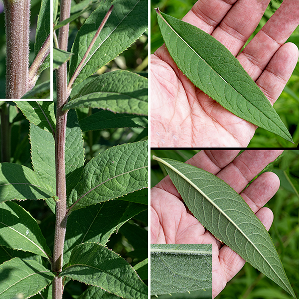 Missouri ironweed is a native perennial that ranges from 3-6 feet tall, unbranched except at the inflorescence; it is the commonest ironweed in Illinois. The stems are reddish-brown, stout, and covered with fine white hairs. The stem leaves are up to 7" long and 2" across (3.5 times longer than broad), lance shaped or narrowly ovate with very small, widely spaced serrations on the leaf margins. The undersides of the leaves are densely hairy, unlike other Veronia sp. in Jackson Park.