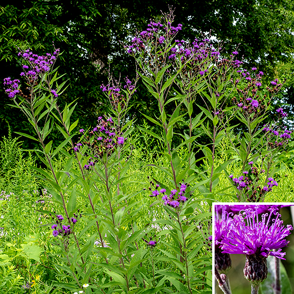 Missouri ironweed is a native perennial that ranges from 3-6 feet tall, unbranched except at the inflorescence; it is the commonest ironweed in Illinois. The stems are reddish-brown, stout, and covered with fine white hairs. The stem leaves are up to 7" long and 2" across (3.5 times longer than broad), lance shaped or narrowly ovate with very small, widely spaced serrations on the leaf margins. The undersides of the leaves are densely hairy, unlike other Veronia sp. in Jackson Park. At the tip of the stem, a corymb of composite flowerheads (the inflorescence) is produced. The stems of the inflorescence are also covered in fine white hairs and usually reddish brown in color. Individual flowerheads are magenta and rayless; ray florets are completely absent. Flowerheads contain 32-60 disk florets, each 1/2-3/4" across, which have rounded or broadly angled bracts (phyllaries) with sharp tips, dull green or reddish brown in color, that are layered like fish scales around the base. To sort out the Jackson Park ironweeds: (1) if both leaves and stem are densely covered with fine white hairs, the leaves are about 3-4 times longer than wide, and each flowerhead has more than 30 disk florets, it's Missouri ironweed (V. missurica). (2) If both leaves and stems are hairless, there are less than 30 disk florets, and the leaves are narrow (typically a half inch or less; about 6-10+ times longer than wide), it's smooth ironweed (V. fasiculata). (3) If the stems and leaves have only short hairs, there are less than 30 disk florets, and the leaves are about 2" wide and 4-6 times longer than wide, it's tall ironweed (V. gigantea).