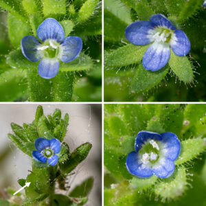 In corn speedwell, single flowers 1/8" wide develop at the tips of inflorescences that arise from the axils of the middle and upper leaves; the flowers are nearly sessile. The inflorescence continually elongates, producing new flowers and a series of bracts along its length. The most basal bracts resemble the stem leaf whose axil hosts the inflorescence; the upper bracts are alternate, 3-10 mm long, and narrowly lance-shaped with long hairs fringing the bract margins. Each flower consists of four hairy, green, lance-like sepals/bracts longer than the corolla lobes; a blue to blue-violet corolla with four petal-like lobes, the upper three lobes slightly larger than the lower forth lobe; two stamens with white anthers; and a pistil with a single style. Dark lines (nectar guides) radiate from the throat of the corolla. Each flower only lasts a single day. The fruit is a 1/8" long and wide, tan, heart-shaped seed capsule, somewhat flattened, with two compartments containing 10-30 yellowish, ovoid seeds. There are 16 species of the genus Veronica reported from Illinois. I have only seen three (Veronica arvensis, Veronica polita, and Veronica serpyllifolia) in Jackson Park but, given their minute size and inconspicuousness, it seems likely that more remain to be found.