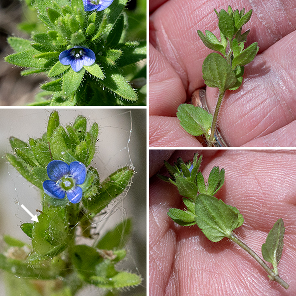 Corn speedwell is a weedy, exotic annual native to Europe that only grows 8" tall. Corn speedwell has spread to all the U.S and most of Canada; it is officially listed as invasive only in West Virginia, but is a plant of concern in a number of other states. The stems are light green, hairy, and branch often near their base (but rarely above). The lower stem leaves are opposite, about 1/2" long and half as wide, yellowish green to green, oval to round, with crenate margins and very short (1/8") petioles. The lower stem leaves wither over time. The middle and upper stem leaves (the leaves on the upper two-thirds of the stem nearest the flowers) are more persistant; they are alternate, up to 1/4" long, oblong to lance-shaped, with smooth or slightly crenate margins. These leaves are sessile. Single flowers 1/8" wide develop at the tips of inflorescences that arise from the axils of the middle and upper leaves; the flowers are nearly sessile. The inflorescence continually elongates, producing new flowers and a series of bracts along its length. The most basal bracts resemble the stem leaf whose axil hosts the inflorescence; the upper bracts are alternate, 3-10 mm long, and narrowly lance-shaped with long hairs fringing the bract margins.