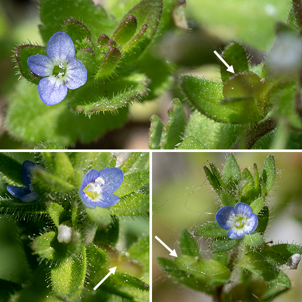 Each flower consists of four hairy, green, lance-like sepals/bracts longer than the corolla lobes; a blue to blue-violet corolla with four petal-like lobes, the upper three lobes slightly larger than the lower forth lobe; two stamens with white anthers; and a pistil with a single style. Dark lines (nectar guides) radiate from the throat of the corolla. Each flower only lasts a single day. The fruit is a 1/8" long and wide, tan, heart-shaped seed capsule, somewhat flattened, with two compartments containing 10-30 yellowish, ovoid seeds.