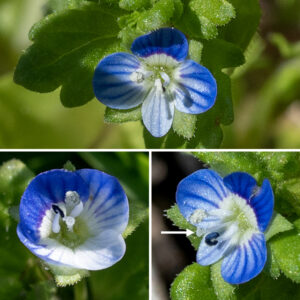 Wayside speedwell's flowers are 1/4" across with a green, hairy calyx with four triangular lobes as long as the petals, projecting between them in the spaces between petals; a short corolla with four spreading lobes, three the same size (one on either side, blue to bluish-white with dark blue lines, and the third dark blue with blue-violet lines) and one about half as wide, pale blue or white with light blue lines. The blue lines function as nectar guides. The base of all four lobes is bright white, but the center of the flower is greenish. There are two white stamens with white anthers (backed by a dark blue "U" shape) and a single white pistil emerging from the throat of the corolla. The fruits are heart-shaped capsules with two chambers covered with glandular hairs, each containing 8-12 seeds. The flowers and leaves of wayside speedwell are similar to those of bird's-eye speedwell (Veronica persica), but the calyx lobes of bird's-eye speedwell do not project beyond the petals. There are 16 species of the genus Veronica reported from Illinois. I have only seen three (Veronica arvensis, Veronica polita, and Veronica serpyllifolia) in Jackson Park but, given their minute size and inconspicuousness, it seems likely that more remain to be found.
