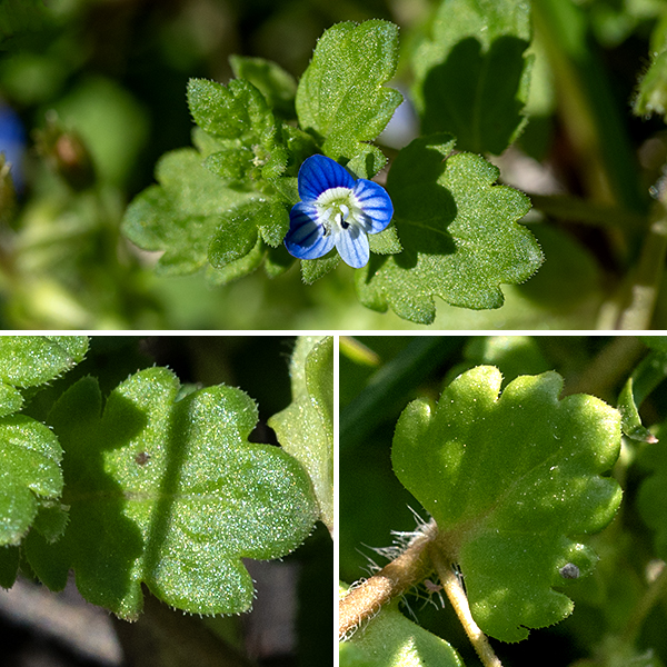 Wayside speedwell is a weedy exotic annual native to Eurasia. It is a sprawling, mat-forming plant only a few inches high but about 10" long which branches mostly near the base of the stem. The stems are hairy, round, and fleshy. The lower stem leaves are about 8 mm long, round or egg-shaped with rounded tips, fleshy, hairy, with coarsely scalloped or toothed margins; they have short (3/8") petioles. The lower stem leaves are opposite; the upper stem leaves are similar to the lower stem leaves but are nearly sessile and usually alternate.