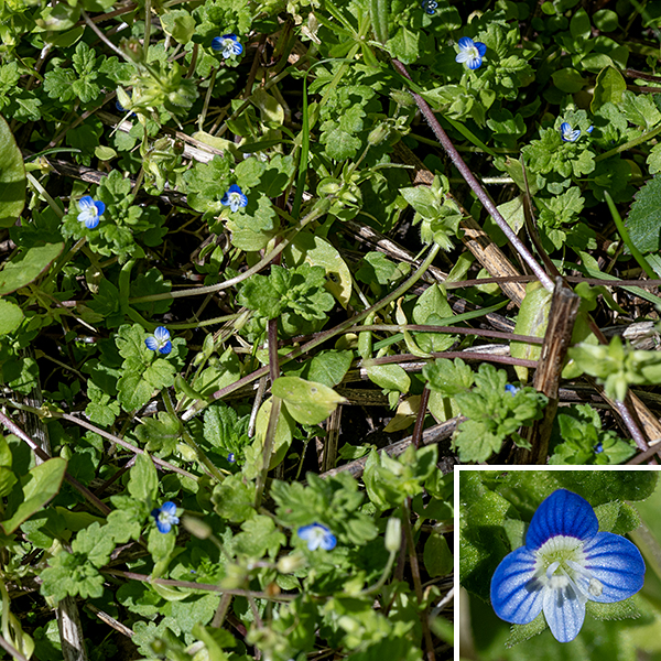 Wayside speedwell is a weedy exotic annual native to Eurasia. It is a sprawling, mat-forming plant only a few inches high but about 10" long which branches mostly near the base of the stem. The stems are hairy, round, and fleshy. The lower stem leaves are about 8 mm long, round or egg-shaped with rounded tips, fleshy, hairy, with coarsely scalloped or toothed margins; they have short (3/8") petioles. The lower stem leaves are opposite; the upper stem leaves are similar to the lower stem leaves but are nearly sessile and usually alternate. The flowers arise from upper leaf axils on 1/2" pedicels. The flowers are 1/4" across with a green, hairy calyx with four triangular lobes as long as the petals, projecting between them in the spaces between petals; a short corolla with four spreading lobes, three the same size (one on either side, blue to bluish-white with dark blue lines, and the third dark blue with blue-violet lines) and one about half as wide, pale blue or white with light blue lines. The blue lines function as nectar guides. The base of all four lobes is bright white, but the center of the flower is greenish. There are two white stamens with white anthers (backed by a dark blue "U" shape) and a single white pistil emerging from the throat of the corolla. The fruits are heart-shaped capsules with two chambers covered with glandular hairs, each containing 8-12 seeds. The flowers and leaves of wayside speedwell are similar to those of bird's-eye speedwell (Veronica persica), but the calyx lobes of bird's-eye speedwell do not project beyond the petals. There are 16 species of the genus Veronica reported from Illinois. I have only seen three (Veronica arvensis, Veronica polita, and Veronica serpyllifolia) in Jackson Park but, given their minute size and inconspicuousness, it seems likely that more remain to be found.
