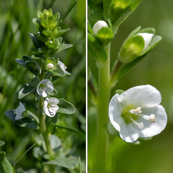 Thyme-leafed speedwell's upper stems host clusters (racemes) of flowers 2-7" long; flowers may either be opposite or alternate along the stem. Each flower is 1/8-1/4" across with a short (1/4"), slender petiole; at the base of the petiole is an oblong, hairless, leafy bract also about 1/4" long with smooth margins. (Thus, the flowers effectively arise from leaf axils.) Individual flowers consist of a green calyx with four triangular lobes shorter than the petals; a short corolla with four oval petal-like, lobes (the lowest one smaller than the other three); two stamens with purple or white anthers; and a green ovary with a single style. The lobes (petals) are white or pale blue, usually with dark blue lines radiating from the flower's center on the upper three lobes. The fruit is a laterally flattened, heart-shaped capsule 1/4" across with two chambers and a fringe of glandular hairs. When mature, the chambers split open, releasing 50-72 tiny seeds. There are 16 species of the genus Veronica reported from Illinois. I have only seen three (Veronica arvensis, Veronica polita, and Veronica serpyllifolia) in Jackson Park but, given their minute size and inconspicuousness, it seems likely that more remain to be found.