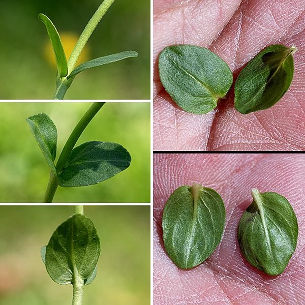 Thyme-leafed speedwell is an exotic perennial native to Eurasia, a small (4-12" tall) plant with tiny, mostly white, flowers that are easy to overlook. The base of the plant gives rise to multiple stems that initially sprawl, but the tips stand erect during flowering. The stems are round in section, light green, and at least sparsely covered with fine, appressed hairs. The stem leaves are opposite. Basal stem leaves have winged petioles, but later leaves are sessile. The leaves are about twice as long as wide, less than 1" long and hairless; they are usually elongate, rounded ovals with smooth or scalloped margins.