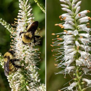 At the top of the Culver's root plant are floral spikes (racemes) up to 10" long covered with small (1/4" long) white, tubular flowers. Individual flowers consist of a short (3 mm long), green calyx with five deep lobes (the lower two lobes longer than the upper three); a tubular corolla with four lobes (the lower two longer than the upper two); two stamens with yellow or reddish brown anthers; and a single style with a tiny stigma. The stamens and stigma protrude well beyond the lip of the flower. The flowers bloom from the base of the floral spike successively towards the tip. The fruit is a 2.5-4.5 mm long ovoid capsule with four apical teeth. The capsules contain 10-30 half millimeter long, ovoid seeds. Culver's root is very popular with a wide diversity of bees.