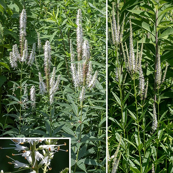Culver's root is a native perennial up to five feet tall, unbranched except for the vertical spikes of flowers. (Almost everyone makes an analogy to candelabra.) The central stem is erect, round in section, and usually hairless. Leaves occur on the stem in whorls of 3-7 leaves (4-5 leaves in a whorl is most common).  The individual leaves are up to 8" long and 1.5" across, smaller higher on the stem; they are narrowly oval with sharply toothed, serrated margins, pointed at both ends, and are either sessile or have a short petiole. The underside of the leaves is hairy. At the top of the plant are floral spikes (racemes) up to 10" long covered with small (1/4" long) white, tubular flowers. Individual flowers consist of a short (3 mm long), green calyx with five deep lobes (the lower two lobes longer than the upper three); a tubular corolla with four lobes (the lower two longer than the upper two); two stamens with yellow or reddish brown anthers; and a single style with a tiny stigma. The stamens and stigma protrude well beyond the lip of the flower. The flowers bloom from the base of the floral spike successively towards the tip. The fruit is a 2.5-4.5 mm long ovoid capsule with four apical teeth. The capsules contain 10-30 half millimeter long, ovoid seeds. Culver's root is very popular with a wide diversity of bees.