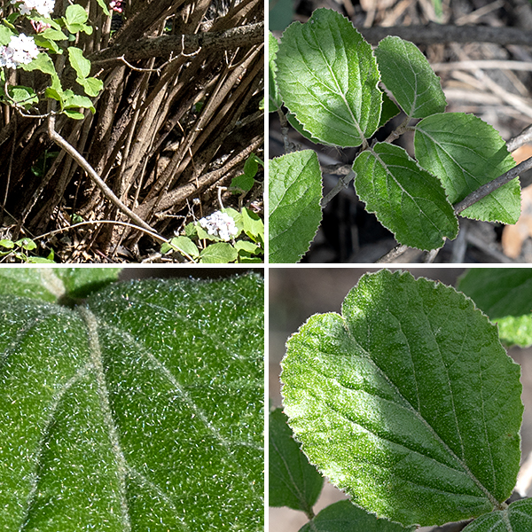 Korean spice viburnum is an exotic shrub up to 10 feet tall and across (but usually half that size), native to the Korean peninsula. The current year twigs are fuzzy with branched hairs, but older twigs are hairless with rounded lenticels; older stems and branches are covered with brownish gray bark. The leaves are opposite, 1.5-4" long and 3/4-2.5" wide, hairy with a rounded base, pointed or rounded tip, and shallowly toothed margins.