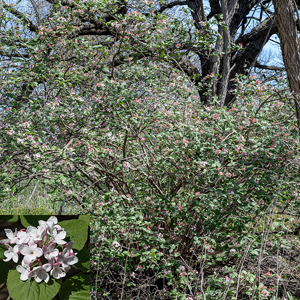 Korean spice viburnum is an exotic shrub up to 10 feet tall and across (but usually half that size), native to the Korean peninsula. The current year twigs are fuzzy with branched hairs, but older twigs are hairless with rounded lenticels; older stems and branches are covered with brownish gray bark. The leaves are opposite, 1.5-4" long and 3/4-2.5" wide, hairy with a rounded base, pointed tip, and shallowly toothed margins. The inflorescences are 2.5" diameter umbels of flowers on the tips of new twigs. The flowers are aromatic; the scent is described by the Chicago Botanic Garden as "sweet, rich, and complex with a hint of cloves." The flowers are fragrant for only about two weeks. Individual flowers consist of a tiny (1 mm long), reddish green calyx with five lobes; 8-10 mm long tubular, pale pink to white corollas with five abruptly spreading lobes; five stamens with yellow anthers just inside the throat; and a short (1 mm long), stout style with a knob-like stigma. The corolla is about 1/2" across. Korean spice viburnum flowers are superficially similar to butterfly-bush (Buddleja davidii), which also occurs in Jackson Park, but the latter has a spike-like inflorescence rather than an umbel.