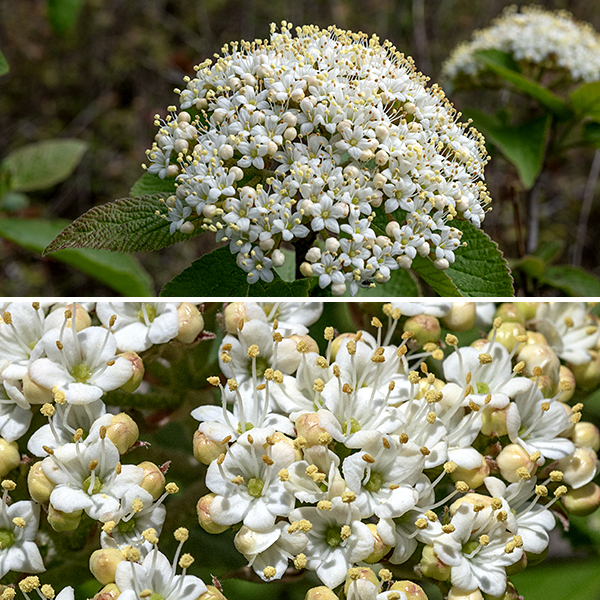 Wayfaring tree flowers occur in flat-topped cymes about 4" across; they are cream-colored with five petals, five stamens with white filaments and tan anthers, and a green ovary with a short (1 mm) style with a large, lobed stigma. The fruit is an oval, flattened drupe, initially red, turning black with maturity, and containing a single seed. They are not toxic but can induce vomiting it eaten when unripe. Wayfaring tree is said to be so named because it grows close to paths (and presumably other natural edges).