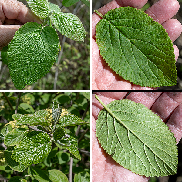 Wayfaring tree is an exotic, multistemmed shrub from western and southern Europe that is considered invasive in Illinois, Pennsylvania, and Wisconsin. It can get up to 15 feet tall, but the ones I've seen in Jackson Park were less than half this size. The bark is initially smooth and gray with numerous lenticels but becomes scaly with age. The leaves are opposite, oval, up to 5" long and 3.5" across, thick, leathery, rough-textured, with finely serrated margins and 1/2-1.25" long petioles; the underside of the leaf blade is densely covered with gray hairs.