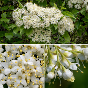 Nannyberry flowers occur in 2-5" wide, dome-shaped panicles at the tips of young shoots. Individual flowers are 1/4" across, consisting of a light green calyx with five triangular teeth; a creamy white corolla with five oval lobes; five stamens with white filaments and yellow anthers that protrude well past the edges of the corolla lobes; and a light green or yellow pistil with a short style. The fruit is a 6-10 mm long drupe, initially green but turning dark blue-violet when ripe, containing a single seed. Nannyberry is similar to blackhaw (Viburnum prunifolium, also present in Jackson Park) — both have white flowers and blue-black fruits that are drupes — but nannyberry leaves have a long, narrow tip on their leaves in contrast to the rather blunt tips on blackhaw leaves.