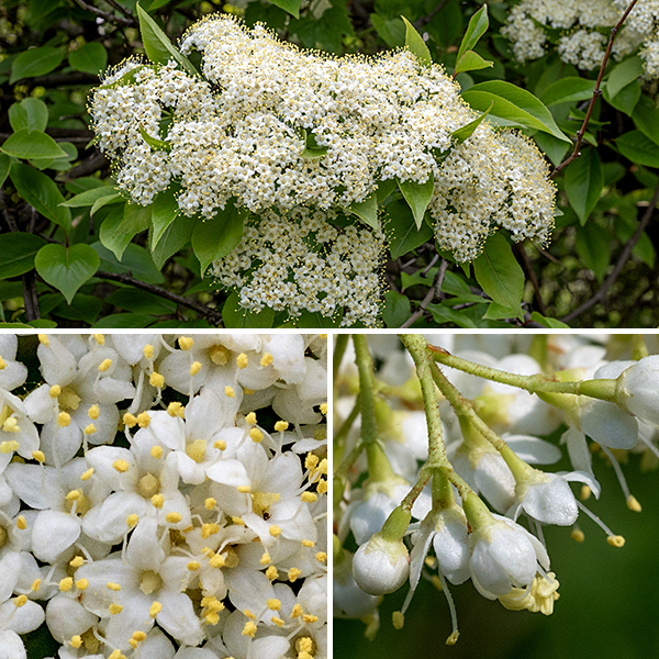 Nannyberry flowers occur in 2-5" wide, dome-shaped panicles at the tips of young shoots. Individual flowers are 1/4" across, consisting of a light green calyx with five triangular teeth; a creamy white corolla with five oval lobes; five stamens with white filaments and yellow anthers that protrude well past the edges of the corolla lobes; and a light green or yellow pistil with a short style. The fruit is a 6-10 mm long drupe, initially green but turning dark blue-violet when ripe, containing a single seed. Nannyberry is similar to blackhaw (Viburnum prunifolium, also present in Jackson Park) — both have white flowers and blue-black fruits that are drupes — but nannyberry leaves have a long, narrow tip on their leaves in contrast to the rather blunt tips on blackhaw leaves.
