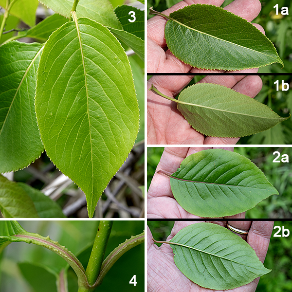 Nannyberry (aka, sweet viburnum) is a native multistemmed shrub or single-trunked tree up to 25' tall; usually it's a shrub, although some nannyberry shrubs in Jackson Park can be well over 10 feet tall. The bark of the trunk, main stems, or lower branches is rough and scaly, reddish gray to gray in color. The smaller branches and twigs are gray or light brown and smooth except for scattered lenticels (air pores), while new shoots are light green and hairless. The leaves are restricted to new shoots and twigs; they are opposite, 2-4" long and half as wide, oval with finely serrated margins. The petiole is 1/2-3/4" long and light green, with irregular wings that look as if the wing tissue had flowed along the petiole (like hot wax on a candle). The leaf tips are long and narrow, abruptly tapering from the leaf blade.
