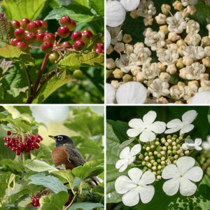 In the spring, American cranberry shrubs produce flattened panicles of flowers 2-5" across that bear two types of flowers — around the edges are five-petaled, white flowers about 1" across that are sterile (lacking both pistils and stamens), while in the center of the cluster are five-petaled, cream-colored flowers 1/4" across that are fertile (with both a pistil and five long stamens). By late summer, the flowers are replaced by bright red "cranberries" (actually drupes with a single seed) 1/4-1/2" across that prove very popular with birds (which distribute the seeds) and our local coyotes (whose scat is full of the seeds). After removing the seed, the tart flesh (high in vitamin C) can be eaten raw or cooked. In the fall, the leaves also turn red. Viburnum opulus var. americanum is said to be distinct from Viburnum trilobum (aka, highbush cranberry) by Illinois Wildflowers (www.illinoiswildflowers.info) and Minnesota Wildflowers (www.minnesotawildflowers.info), but plants.usda.gov insists that the latter is a synonym of the former. Worldfloraonline.org only adds to the confusion by insisting that the two names are BOTH junior synonyms of Viburnum opulus. ITIS.gov says that V. opulus is the correct name for the European species (now introduced to the U.S.) and Viburnum opulus var. americanum is the correct name for the American species. The easiest way to distinguish the two forms (if you care to) is to carefully inspect the nectary glands (extrafloral nectaries) on the petioles. In V. opulus americanum, the extrafloral nectaries are oval, with a concave top and a distinct rim; in Viburnum trilobum, the extrafloral nectaries are round in plan view with a convex top and no rim. Although rare in most of Illinois, guelder-rose (V. opulus americanum) is quite common around the lagoons of Jackson Park.