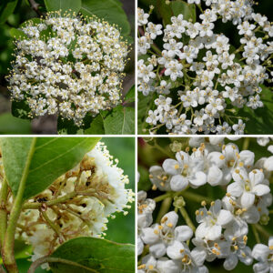 Cymes of flowers arise from the leaf axils of blackhaw; the cymes are heavily branched but are sessile on the leaf axil. Individual flowers are 1/4" across with a 2 mm long calyx tube with five apical lobes that are shorter than the petals; a tubular corolla with five white, rounded lobes (the "petals"); five stamens with white filaments and yellow anthers extending outside the corolla lobes; and a small (less than 1 mm long), cream-colored pistil. The fruit is a fleshy drupe (like a plum or cherry) about 8 mm long containing a single brown nutlet that is flat on one side; the fruit becomes blue-black as it matures. The fruits are edible and popular with birds. Blackhaw is similar to nannyberry (Viburnum lentago, also found in Jackson Park) — both have white flowers and blue-black fruits that are drupes — but nannyberry leaves have a long, narrow tip on their leaves in contrast to the rather blunt tip and reddish petioles on blackhaw leaves. The stamens in blackhaw flowers are slightly shorter than those in nannyberry flowers but the difference is subtle; leaf form and petiole color are better differentiators.