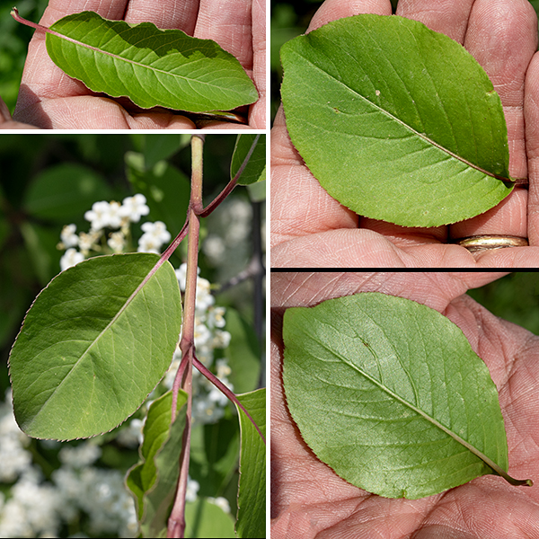 Blackhaw is a native shrub (or small tree); the latter can be up to 15 feet tall. The bark on smaller branches is gray and slightly rough or warty; the bark on the stems, larger branches, and trunks is also gray, but divided into flat-topped plates. The leaves are opposite, up 3" long and a third as wide, hairless, oval, with finely serrated margins and 1" long, reddish petioles (sometimes narrowly winged).