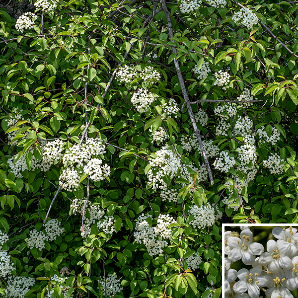 Blackhaw is a native shrub (or small tree); the latter can be up to 15 feet tall. The bark on smaller branches is gray and slightly rough or warty; the bark on the stems, larger branches, and trunks is also gray, but divided into flat-topped plates. The leaves are opposite, up 3" long and a third as wide, hairless, oval, with finely serrated margins and 1" long, reddish petioles (sometimes narrowly winged). Cymes of flowers arise from the leaf axils; the cymes are heavily branched but are sessile on the leaf axil. Individual flowers are 1/4" across with a 2 mm long calyx tube with five apical lobes that are shorter than the petals; a tubular corolla with five white, rounded lobes (the "petals"); five stamens with white filaments and yellow anthers extending outside the corolla lobes; and a small (less than 1 mm long), cream-colored pistil. The fruit is a fleshy drupe (like a plum or cherry) about 8 mm long containing a single brown nutlet that is flat on one side; the fruit becomes blue-black as it matures. The fruits are edible and popular with birds. Blackhaw is similar to nannyberry (Viburnum lentago, also found in Jackson Park) — both have white flowers and blue-black fruits that are drupes — but nannyberry leaves have a long, narrow tip on their leaves in contrast to the rather blunt tip and reddish petioles on blackhaw leaves. The stamens in blackhaw flowers are slightly shorter than those in nannyberry flowers but the difference is subtle; leaf form and petiole color are better differentiators.