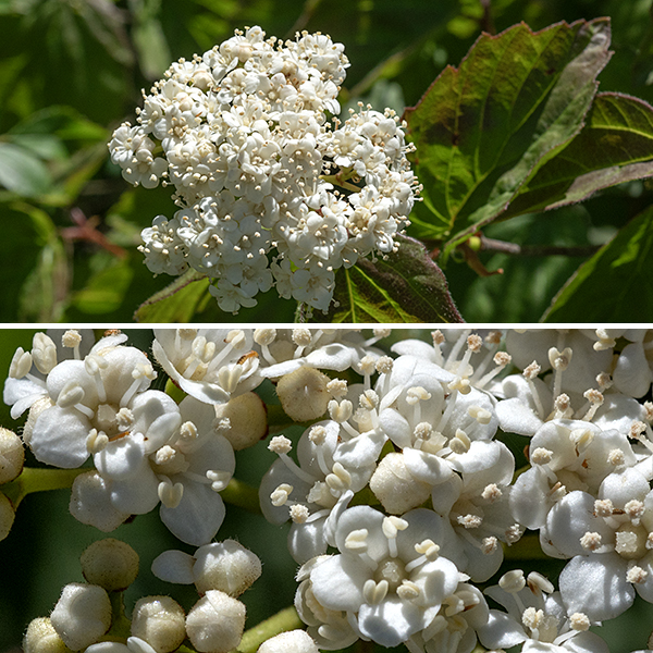 Many of the upper shoots of downy arrowwood end in 1.5-3" wide, dome-shaped panicles of flowers with slightly fuzzy, light green branches. Individual flowers are 1/4" across with a short, light green calyx with five short, broad teeth; a white tubular corolla with five rounded, spreading lobes; five stamens with white filaments and tan anthers that extend outside the corolla; and a single white style. The flowers have an unpleasant odor described by various sources as "rotting flesh." The fruit is a small (1/4-1/2") drupe (a stone fruit like cherries or a plum) 8 mm long and dark blue-violet to black at maturity. Downy arrowwood can be distinguished from other Viburnum spp. by its (1) its small size (less than six feet tall), (2) the relatively few teeth along the leaf margins (5-10 per side), (3) the short (about 1/4") leaf petioles, (4) the small, narrow stipules at the petiole bases, and (5) its flowers' unpleasant odor. The common name derives from the fact that the straight stems of the various arrowwoods was preferred by indigenous Americans for arrow shafts.