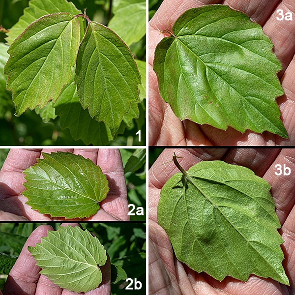 Downy arrowwood is a native shrub 3-6 feet tall when mature, one of the smallest Viburnum shrubs. The short trunk and lower branches are covered with gray, somewhat wrinkled, bark; young shoots are round in section, light green to reddish green, and slightly fuzzy with short hairs. Both the upper branches and the shoots have widely scattered, white lenticels (air pores) and bear the leaves (which are opposite). The leaves are 1.5-2.5" long and 1-2" across, oval or egg-shaped, with 5-10 low, coarse teeth on each side of the tip, covering at least the distal half of the leaf margin. The petioles are light green to red and 1/8-1/2" long; they may or may not be fuzzy. The petiole base has a pair of 1/4" long, light green to reddish green, narrow stipules.