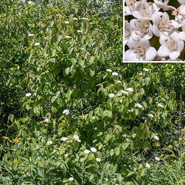 Downy arrowwood is a native shrub 3-6 feet tall when mature, one of the smallest Viburnum shrubs. The short trunk and lower branches are covered with gray, somewhat wrinkled, bark; young shoots are round in section, light green to reddish green, and slightly fuzzy with short hairs. Both the upper branches and the shoots have widely scattered, white lenticels (air pores) and bear the leaves (which are opposite). The leaves are 1.5-2.5" long and 1-2" across, oval or egg-shaped, with 5-10 low, coarse teeth on each side of the tip, covering at least the distal half of the leaf margin. The petioles are light green to red and 1/8-1/2" long; they may or may not be fuzzy. The petiole base has a pair of 1/4" long, light green to reddish green, narrow stipules. Many of the upper shoots end in 1.5-3" wide, dome-shaped panicles of flowers with slightly fuzzy, light green branches. Individual flowers are 1/4" across with a short, light green calyx with five short, broad teeth; a white tubular corolla with five rounded, spreading lobes; five stamens with white filaments and tan anthers that extend outside the corolla; and a single white style. The flowers have an unpleasant odor described by various sources as "rotting flesh." The fruit is a small (1/4-1/2") drupe (a stone fruit like cherries or a plum) 8 mm long and dark blue-violet to black at maturity. Downy arrowwood can be distinguished from other Viburnum spp. by its (1) its small size (less than six feet tall), (2) the relatively few teeth along the leaf margins (5-10 per side), (3) the short (about 1/4") leaf petioles, (4) the small, narrow stipules at the petiole bases, and (5) its flowers' unpleasant odor. The common name derives from the fact that the straight stems of the various arrowwoods was preferred by indigenous Americans for arrow shafts.
