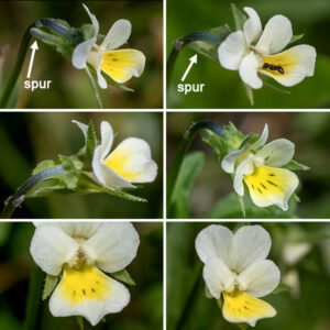 Wild pansy's flower stalks are long, hairless, and bend like a shepherd's crook just below the base of the flower so the flower axis is approximately horizontal. Individual flowers have five 7-15 mm long, lance-shaped sepals that are longer than the petals and are sharply pointed at their tips; a 4-12 mm long corolla with five white or pale cream-colored petals, a yellow throat with a few dark purple lines, the lateral petals bearded on their upper surface, and a 1-1.5 mm long spur; two stamens not visible externally; and a single style enlarged into a hollow, globose stigma. The fruit is a spherical or ellipsoidal three-valved capsule, 5-10 mm long containing 6-75, 1.5 mm long, brown seeds.