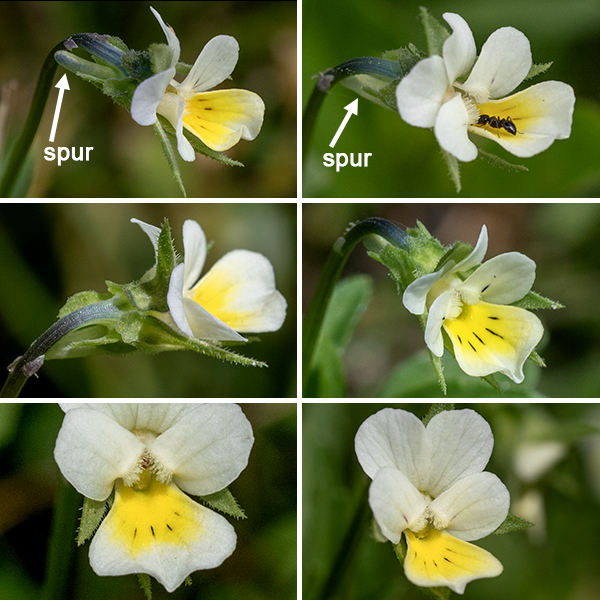Wild pansy's flower stalks are long, hairless, and bend like a shepherd's crook just below the base of the flower so the flower axis is approximately horizontal. Individual flowers have five 7-15 mm long, lance-shaped sepals that are longer than the petals and are sharply pointed at their tips; a 4-12 mm long corolla with five white or pale cream-colored petals, a yellow throat with a few dark purple lines, the lateral petals bearded on their upper surface, and a 1-1.5 mm long spur; two stamens not visible externally; and a single style enlarged into a hollow, globose stigma. The fruit is a spherical or ellipsoidal three-valved capsule, 5-10 mm long containing 6-75, 1.5 mm long, brown seeds.