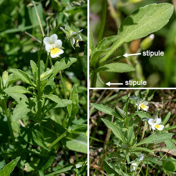 Wild pansy (aka, field pansy) is an exotic annual native to the Old World, now naturalized in the U.S.; it can reach heights of 35 cm, but the ones I've seen in Jackson Park were on lawns and were 5 cm tall, just under a lawnmower's blades. The stems are round to oval in section, green to purplish brown, up to 35 cm long, and fuzzy; multiple stems may arise from a single taproot. The leaves are alternate, 1/2-1" long, egg-shaped in outline with a few notches around the margins and a blunt tip. The petioles are about as long as the leaf blades and are flanked on the stem by leafy, deeply lobed stipules (which distinguishes those Viola sp. called pansies from those called violets).