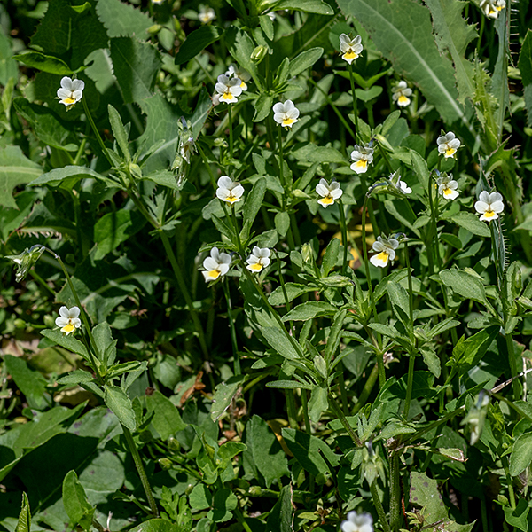 Wild pansy (aka, field pansy) is an exotic annual native to the Old World, now naturalized in the U.S.; it can reach heights of 35 cm, but the ones I've seen in Jackson Park were on lawns and were 5 cm tall, just under a lawnmower's blades. The stems are round to oval in section, green to purplish brown, up to 35 cm long, and fuzzy; multiple stems may arise from a single taproot. The leaves are alternate, 1/2-1" long, egg-shaped in outline with a few notches around the margins and a blunt tip. The petioles are about as long as the leaf blades and are flanked on the stem by leafy, deeply lobed stipules (which distinguishes those Viola sp. called pansies from those called violets). The flower stalks are long, hairless, and bend like a shepherd's crook just below the base of the flower so the flower axis is approximately horizontal. Individual flowers have five 7-15 mm long, lance-shaped sepals that are longer than the petals and are sharply pointed at their tips; a 4-12 mm long corolla with five white or pale cream-colored petals, a yellow throat with a few dark purple lines, the lateral petals bearded on their upper surface, and a 1-1.5 mm long spur; two stamens not visible externally; and a single style enlarged into a hollow, globose stigma. The fruit is a spherical or ellipsoidal three-valved capsule, 5-10 mm long containing 6-75, 1.5 mm long, brown seeds.