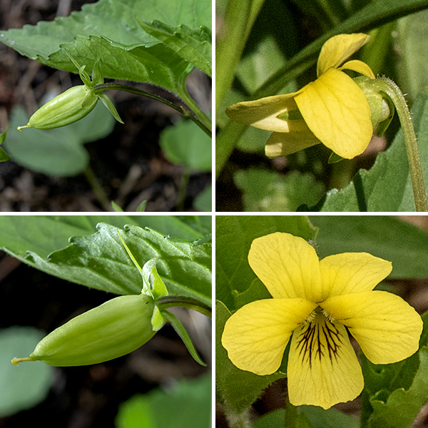 Yellow violet is a native perennial, the only yellow violet species in Jackson Park (indeed, in all of Illinois). One or more stems arise from an axil of a stem leaf; they are up to 6" tall with a single 3/4" long flower at their tips. Each flower consists of five light green sepals, five yellow petals, five stamens, and a single style; the stamens and style cannot be seen from the exterior. On the lower petal, the flowers have purple lines (nectar guides) and a spur reduced to a small pouch. The two lower, lateral petals have small tufts of hair that obscure the throat of the flower and hide the stamens and style; the two upper, lateral petals are beardless and have only faint lines (nectar guides), if any. The fruit of this species is a bullet-shaped (hairless in the Jackson Park forms) capsule nestled in the calyx with the remnant of the style at its tip, initially green but turning brown as it matures; it ultimately splits along three suture lines to fling the seeds away from the plant.