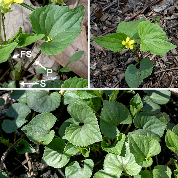 Yellow violet is a native perennial. There are two named subspecies of Viola pubescens which are very difficult to differentiate — one is hairy (var. pubescens), one not so hairy (var. eriocarpa); both have heart-shaped leaves, but in one the leaf comes to a sharper tip than in the other. Usually. Deeply fascinating if you have a passion for violets and love evolutionary complications, but awkward if you just want a convenient name for your mental filing system. Let's not get into the subspecies quicksand; even John Hilty (illinoiswildflowers.info) says the described "subspecies" intergrade. Thus, we'll just call this yellow violet "Viola pubescens". It's the only yellow violet species in Jackson Park (indeed, in all of Illinois). It has a small basal rosette of leaves, each up to 3" long and about the same across with long (about 3" petioles). The stem leaves are alternate, similar to the basal leaves but smaller. Yellow violet has heart-shaped, virtually hairless or hairy, leaves with scalloped margins.