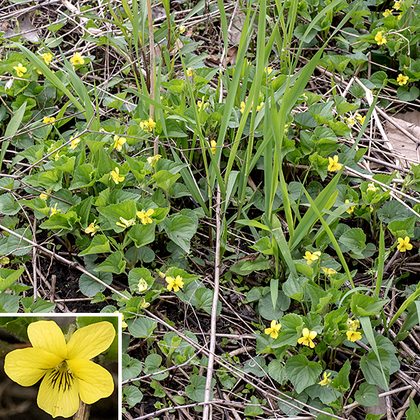 Yellow violet is a native perennial. There are two named subspecies of Viola pubescens which are very difficult to differentiate — one is hairy (var. pubescens), one not so hairy (var. eriocarpa); both have heart-shaped leaves, but in one the leaf comes to a sharper tip than in the other. Usually. Deeply fascinating if you have a passion for violets and love evolutionary complications, but awkward if you just want a convenient name for your mental filing system. Let's not get into the subspecies quicksand; even John Hilty (illinoiswildflowers.info) says the described "subspecies" intergrade. Thus, we'll just call this yellow violet "Viola pubescens". It's the only yellow violet species in Jackson Park (indeed, in all of Illinois). It has a small basal rosette of leaves, each up to 3" long and about the same across with long (about 3" petioles). The stem leaves are alternate, similar to the basal leaves but smaller. One or more stems arise from an axil of a stem leaf; they are up to 6" tall with a single 3/4" long flower at their tips. Each flower consists of five light green sepals, five yellow petals, five stamens, and a single style; the stamens and style cannot be seen from the exterior. On the lower petal, the flowers have purple lines (nectar guides) and a spur reduced to a small pouch. The two lower, lateral petals have small tufts of hair that obscure the throat of the flower and hide the stamens and style; the two upper, lateral petals are beardless and have only faint lines (nectar guides), if any. Yellow violet has heart-shaped, virtually hairless or hairy, leaves with scalloped margins. The fruit of this species is a bullet-shaped (hairless in the Jackson Park forms) capsule nestled in the calyx with the remnant of the style at its tip, initially green but turning brown as it matures; it ultimately splits along three suture lines to fling the seeds away from the plant.