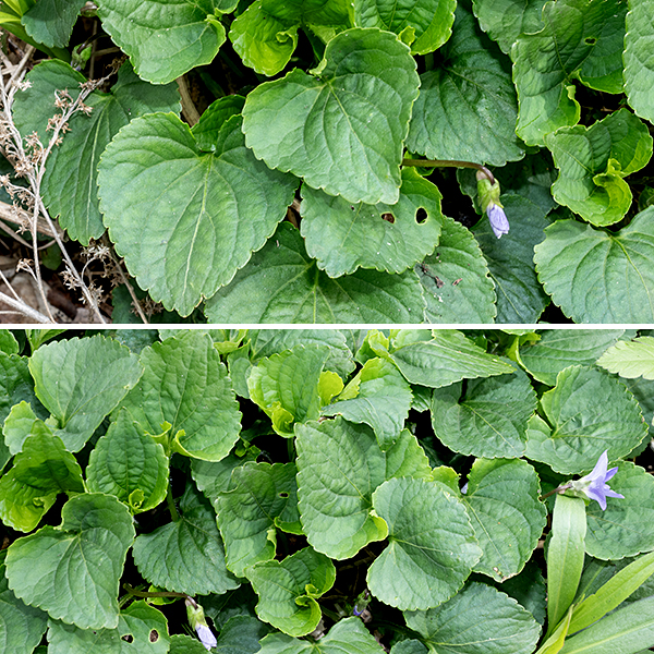 The common (sometimes common blue) violet is a native perennial. It is a highly variable species with many color morphs that have, at various times, been raised to the subspecies or even species level. I admit I am unable to make many of the distinctions that are claimed along this spectrum, so I'm taking the coward's way out and limiting the discussion here to the common violet (Viola sororia, sometimes var. sororia) in all its glorious variability. If you enjoy violets, feel free to dive in and sort them out. The common blue violet is a small (6" across) and short (4" high) plant, with the flowers overtopping the leaves. The leaves are all basal. They form a basal rosette with individual leaf blades 2-3" long and across on a 6" long petiole; the leaf blade is oval to heart shaped, with scalloped margins and (highly) variably hairy.