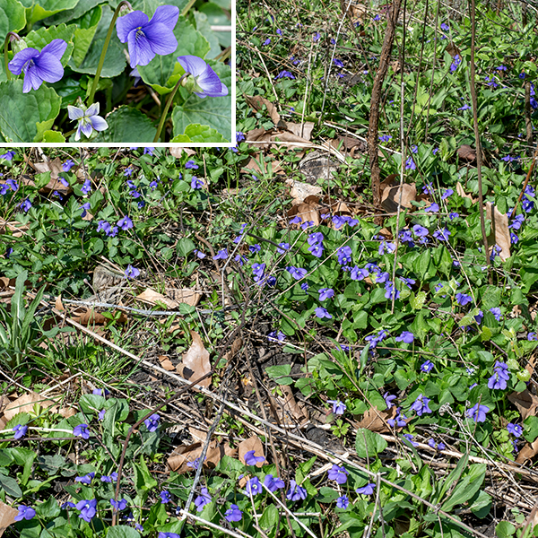 The common (sometimes common blue) violet is a native perennial. It is a highly variable species with many color morphs that have, at various times, been raised to the subspecies or even species level. I admit I am unable to make many of the distinctions that are claimed along this spectrum, so I'm taking the coward's way out and limiting the discussion here to the common violet (Viola sororia, sometimes var. sororia) in all its glorious variability. If you enjoy violets, feel free to dive in and sort them out. The common blue violet is a small (6" across) and short (4" high) plant, with the flowers overtopping the leaves. The leaves are all basal. They form a basal rosette with individual leaf blades 2-3" long and across on a 6" long petiole; the leaf blade is oval to heart shaped, with scalloped margins and (highly) variably hairy. Flowers occur singly on 4" long flower stalks (peduncles) that lack leaves and that develop a bend near their tips so the flowers face horizontally. The flowers are 3/4-1" across with the calyx formed from five elongate oval, dark green sepals with a pointed tip, five petals (two upper, two lateral petals with white hairs ("beards") that occlude the throat of the flower, and one lower petal with a white patch and superimposed dark blue lines near the throat). The lower petal has a pouch (the "spur") that extends backwards past the base of the sepals; the spur houses the ovary, single style, and stigma (positioned just behind the petal beards) and, more posteriorly, the nectary. The two stamens surround the ovary and can't be seen without dissecting the flower. Flower color may range from deep violet to white with a purple center, all fading to pale yellow in the center. The fruit is a bullet-shaped capsule 1/4-1/2" long that is nestled in the calyx with the remnant of the style at its tip, initially green but turning brown as it matures; it ultimately splits along three suture lines to fling the approximately 75 seeds, beige or bronze in color, 1.5-2.5 mm long, away from the plant. Much of the reproduction occurs from vegetative clones produced from the rhizomes. Common blue violet prefers light sun or partial shade and a rich soil. The flowers and young leaves are edible but bland.