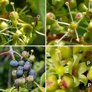 Riverbank grape's flowers develop in 5" long, drooping, cylindrical or pyramidal panicles opposite the leaves of new branches (but skipping every third leaf). The flowers are greenish-yellow and are best described as skeletal; they may be either unisexual or (rarely) perfect (both male and female reproductive organs functional). The male and female unisexual flowers usually both occur on the same plant, either in separate or mixed clusters; both male and female flowers are 1/8" across or less, with a minute calyx and five green to yellowish petals that quickly fall off. Male flowers have five very long, pale, erect stamens around a button-like center; female flowers have an ovary with a short style and five short, sterile stamens, often contorted. The fruit are .... grapes —  a round berry, 1/4-1/2" across containing 1-4 seeds, initially green but turning blue-black as it matures, often with a white bloom on the skin. You know, grapes. The fruit of riverside grape is often sour until after a frost, then becomes more "sweet/tart" to the tongue. Riverside grape is subject to parasitism by the grape filbert gall midge (Ampelomyia vitiscoryloides), an insect whose larvae produce large, very hairy, conical galls at leaf nodes. This gall midge is restricted to the eastern half of North America; it was first described by Alpheus Spring Packard, Jr. in 1869.