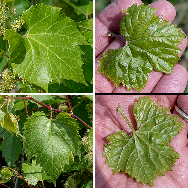 Riverbank grape is a native perennial vine that can grow up to 50 feet long. It can climb surrounding vegetation and structures using its tendrils but can only rise a few feet off the ground without external support. The woody main stem branches occasionally and is covered with brown, shaggy bark; the smaller, non-woody stems are yellowish-green to red, hairless, and sometimes are covered with a waxy bloom. The stems become somewhat wider at leaf nodes (where a thin partition is present across the pith). The tip of an actively growing stem is covered by a pair of young leaves. The alternate leaves are roughly heart- or disc-shaped overall, 4-8" long and nearly as wide, palmately lobed, (usually) with three clear lobes; the spaces between the lobes may be broad and shallow or narrow and U-shaped. The upper leaf surface is yellowish green and hairless while the underside is pale green with hairs along the main veins; the leaf margins are coarsely serrated with protruding hairs. The leaf petioles are about 3" long and slender, usually pale green to red and hairless.