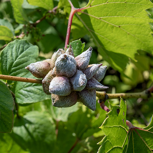 Riverside grape is subject to parasitism by the grape filbert gall midge (Ampelomyia vitiscoryloides), an insect whose larvae produce large, very hairy, conical galls at leaf nodes. This gall midge is restricted to the eastern half of North America; it was first described by Alpheus Spring Packard, Jr. in 1869.