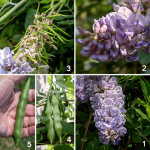 American wisteria's flowers occur in showy terminal racemes. The flowers have 1/2" long pedicels that are densely covered with stiff hairs and some club-shaped, stalked glands. Individual flowers consist of a 1/4-3/8"white to pale green, hairy calyx and 15-20 mm long bluish-purple, pea-like, hairless flowers. The expanded portion of the banner (or standard) is bent backwards so it is perpendicular to the axis of the rest of the flower; the two lateral petals cover the keel like a hood. There are 10 stamens with tiny anthers, an ovary encircled by a nectar gland, and a single style hidden within the keel; nine of the 10 stamens are fused to each other, the tenth is free. The fruits are 2.75-4" long pea-like, hairless green pods containing 4-8 kidney-shaped or oval seeds, each about 8 mm wide; the pods are brown and the seeds are black when mature. The seeds contain an alpha-amino acid called canavanine which is structurally similar to L-arginine and the pods contain a saponin called wisterin; neither is a good thing to ingest. I've only seen American wisteria growing on the fence west of Japanese Garden. Periodically, the Park District cuts it down, I suspect because they fear for the fence's structural integrity (it's a heavy plant), but I wish a better solution could be found given American wisteria's rarity.
