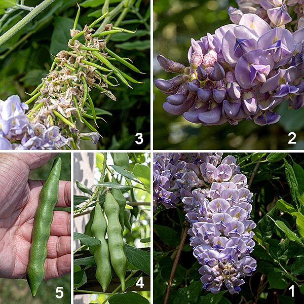American wisteria's flowers occur in showy terminal racemes. The flowers have 1/2" long pedicels that are densely covered with stiff hairs and some club-shaped, stalked glands. Individual flowers consist of a 1/4-3/8"white to pale green, hairy calyx and 15-20 mm long bluish-purple, pea-like, hairless flowers. The expanded portion of the banner (or standard) is bent backwards so it is perpendicular to the axis of the rest of the flower; the two lateral petals cover the keel like a hood. There are 10 stamens with tiny anthers, an ovary encircled by a nectar gland, and a single style hidden within the keel; nine of the 10 stamens are fused to each other, the tenth is free. The fruits are 2.75-4" long pea-like, hairless green pods containing 4-8 kidney-shaped or oval seeds, each about 8 mm wide; the pods are brown and the seeds are black when mature. The seeds contain an alpha-amino acid called canavanine which is structurally similar to L-arginine and the pods contain a saponin called wisterin; neither is a good thing to ingest. I've only seen American wisteria growing on the fence west of Japanese Garden. Periodically, the Park District cuts it down, I suspect because they fear for the fence's structural integrity (it's a heavy plant), but I wish a better solution could be found given American wisteria's rarity.