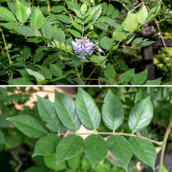 American wisteria is a native perennial vine 25-30 feet long; it is fairly rare in Illinois, occurring in only about a dozen (mostly southern) counties. It is a woody, high-climbing vine, twining counterclockwise (viewed from the tip) as it grows. The stalk is virtually hairless, with tan to brown bark. The leaves are alternate, odd-pinnate compound with 7-13 leaflets, each 1.5-3" long, ovate to elliptical, sharply pointed at the tip, more rounded at the base, with smooth margins; the petiole is short. The lateral leaflets have a short stalk or are nearly stalkless; the terminal leaflet has a 1/2-1" long stalk (petiolule). The upper surface of the leaflets is hairless; the underside is hairy