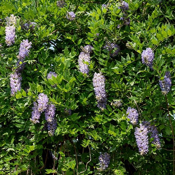 American wisteria is a native perennial vine 25-30 feet long; it is fairly rare in Illinois, occurring in only about a dozen (mostly southern) counties. It is a woody, high-climbing vine, twining counterclockwise (viewed from the tip) as it grows. The stalk is virtually hairless, with tan to brown bark. The leaves are alternate, odd-pinnate compound with 7-13 leaflets, each 1.5-3" long, ovate to elliptical, sharply pointed at the tip, more rounded at the base, with smooth margins; the petiole is short. The lateral leaflets have a short stalk or are nearly stalkless; the terminal leaflet has a 1/2-1" long stalk (petiolule). The upper surface of the leaflets is hairless; the underside is hairy. The flowers occur in showy terminal racemes. The flowers have 1/2" long pedicels that are densely covered with stiff hairs and some club-shaped, stalked glands. Individual flowers consist of a 1/4-3/8"white to pale green, hairy calyx and 15-20 mm long bluish-purple, pea-like, hairless flowers. The expanded portion of the banner (or standard) is bent backwards so it is perpendicular to the axis of the rest of the flower; the two lateral petals cover the keel like a hood. There are 10 stamens with tiny anthers, an ovary encircled by a nectar gland, and a single style hidden within the keel; nine of the 10 stamens are fused to each other, the tenth is free. The fruits are 2.75-4" long pea-like, hairless green pods containing 4-8 kidney-shaped or oval seeds, each about 8 mm wide; the pods are brown and the seeds are black when mature. The seeds contain an alpha-amino acid called canavanine which is structurally similar to L-arginine and the pods contain a saponin called wisterin; neither is a good thing to ingest. I've only seen American wisteria growing on the fence west of Japanese Garden. Periodically, the Park District cuts it down, I suspect because they fear for the fence's structural integrity (it's a heavy plant), but I wish a better solution could be found given American wisteria's rarity.