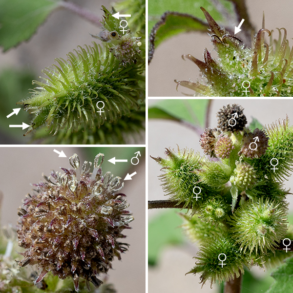 Common cocklebur produces a spike-like raceme of compound flowerheads, shorter than the leaf petioles, that arises from the axils of each upper leaf and from the tip of the central stem. Each raceme produces exclusively male flowerheads in its upper parts and exclusively female flowerheads in the lower regions. The male flowerheads are about 1/4-3/4" across, elevated on a short pedicel on top of 1-3 series of white floral bracts. Each of the approximately 20 tiny, brownish-green staminate florets (nominally disk florets) consist of a tubular 1-2 mm long corolla; a minute, non-functional ovary; and five stamens with fused filaments (like a tree trunk) but with their white anthers free, positioned in a ring like a little palm tree or, possibly, a hand. The staminate florets quickly shed their pollen and drop off. The female flowerheads (also nominally disk florets) are 3/4-1.5" long and two-thirds as wide, stalkless, each (usually) containing two female florets nearly enclosed by floral bracts covered with curly white hairs that have a bur-like appearance from the dense, hooked prickles covering their surface. At the tip of the flowerhead are two spines, longer and much stouter than the prickles, each with a hole from which protrudes the divided style of a female floret. There is no corolla in the female florets. The florets are wind pollinated, and their styles quickly wither away after fertilization. Each female floret produces a single, oblong, dark gray to black seed 3/8-1/2" long, tapering to a point at each end and covered by dark membranes, all buried in the bur-like bract. The female flowerhead stiffens through the autumn, turns brown, and overwinters. The seeds are highly poisonous, containing toxic diterpene glycosides. One of the contained seeds germinates the following year; the other delays germination for two years. Common cocklebur prefers wet, sandy soils.