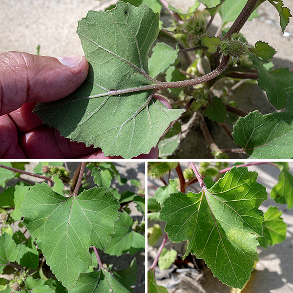Common cocklebur is an unlovely native annual that gets 2-4 feet tall; it is found in every state in the continental U.S. and all the Canadian provinces except the most northern ones. The main stem is little branched except for side stems that arise from the leaf axils. All the stems are green, usually spotted with purple streaks, round in section or slightly ribbed with short white hairs scattered across the surface. The leaves are alternate, up to 8" long and 6" across. They are heart-shaped with an indented base or oval with a rounded base; in either case the tip of the leaf is broad and blunt. The leaf margins are shallowly lobed or coarsely toothed; the upper surface of the leaves feels sandpapery. The petioles are reddish or reddish-green, covered with short white hairs, and about the same length as the leaf blades.