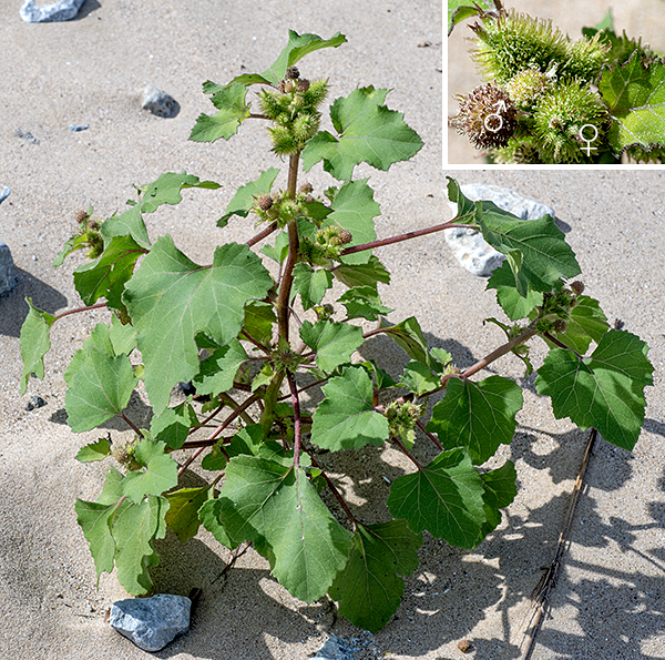 Common cocklebur is an unlovely native annual that gets 2-4 feet tall; it is found in every state in the continental U.S. and all the Canadian provinces except the most northern ones. The main stem is little branched except for side stems that arise from the leaf axils. All the stems are green, usually spotted with purple streaks, round in section or slightly ribbed with short white hairs scattered across the surface. The leaves are alternate, up to 8" long and 6" across. They are heart-shaped with an indented base or oval with a rounded base; in either case the tip of the leaf is broad and blunt. The leaf margins are shallowly lobed or coarsely toothed; the upper surface of the leaves feels sandpapery. The petioles are reddish or reddish-green, covered with short white hairs, and about the same length as the leaf blades. A spike-like raceme of compound flowerheads, shorter than the leaf petioles, arises from the axils of each upper leaf and from the tip of the central stem. Each raceme produces exclusively male flowerheads in its upper parts and exclusively female flowerheads in the lower regions. The male flowerheads are about 1/4-3/4" across, elevated on a short pedicel on top of 1-3 series of white floral bracts. Each of the approximately 20 tiny, brownish-green staminate florets (nominally disk florets) consist of a tubular 1-2 mm long corolla; a minute, non-functional ovary; and five stamens with fused filaments (like a tree trunk) but with their white anthers free, positioned in a ring like a little palm tree or, possibly, a hand. The staminate florets quickly shed their pollen and drop off. The female flowerheads (also nominally disk florets) are 3/4-1.5" long and two-thirds as wide, stalkless, each (usually) containing two female florets nearly enclosed by floral bracts covered with curly white hairs that have a bur-like appearance from the dense, hooked prickles covering their surface. At the tip of the flowerhead are two spines, longer and much stouter than the prickles, each with a hole from which protrudes the divided style of a female floret. There is no corolla in the female florets. The florets are wind pollinated, and their styles quickly wither away after fertilization. Each female floret produces a single, oblong, dark gray to black seed 3/8-1/2" long, tapering to a point at each end and covered by dark membranes, all buried in the bur-like bract. The female flowerhead stiffens through the autumn, turns brown, and overwinters. The seeds are highly poisonous, containing toxic diterpene glycosides. One of the contained seeds germinates the following year; the other delays germination for two years. Common cocklebur prefers wet, sandy soils.