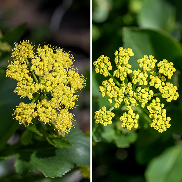 The tips of the upper stems of heartleaf alexanders produce 2-3" wide compound umbels of 7-15 umbellets, each with 10-20 tiny yellow flowers. The central flower of each umbellet is sessile; the rest have short pedicels (a diagnostic character of the genus). Each 1/8" wide flower consists of five yellow petals that remain curled, five stamens with yellow anthers projecting through the spaces between the petals, and two styles. The fruits are a ribbed capsule with a flat top from which the remnants of the styles project. Heartleaf alexanders is restricted to northeastern Illinois, where it is uncommon; it is usually found in drier habitats than its much more common relative, golden alexanders (Zizia aurea).