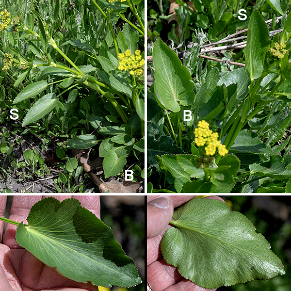 Heartleaf alexanders (aka, heart-leaved alexanders) is a native perennial 1-2.5 feet tall. The stems are round in section and hairless, with light green lines running parallel to the stem; branches are few and restricted to the upper half of the plant. The basal leaves are simple (undivided), up to 4" long and 3" wide, glossy, heart-shaped or oval with blunt or rounded tips, finely serrated margins, and 2-3" long petioles; the main veins radiate out from near the point where the petiole joins the blade. Lower and middle stem leaves are alternate and similar to the basal leaves in shape but become progressively smaller and with shorter petioles higher on the stem. There is often a purple spot or a purple section at the base of the short leaf midrib where it joins the petiole. The upper stem leaves are often trifoliate compound, sometimes with each leaflet itself divided into three lobes; the two lateral leaflets are nearly sessile while the apical leaflet has a petiolule about half the length of the leaflet.
