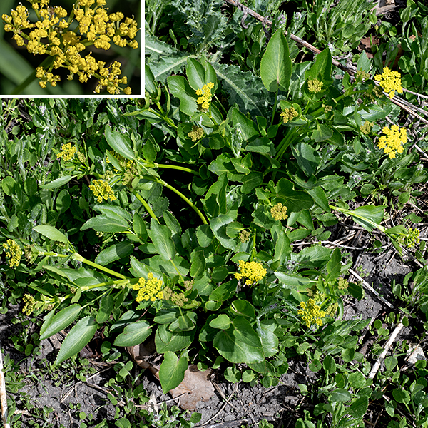 Heartleaf alexanders (aka, heart-leaved alexanders) is a native perennial 1-2.5 feet tall. The stems are round in section and hairless, with light green lines running parallel to the stem; branches are few and restricted to the upper half of the plant. The basal leaves are simple (undivided), up to 4" long and 3" wide, glossy, heart-shaped or oval with blunt or rounded tips, finely serrated margins, and 2-3" long petioles; the main veins radiate out from near the point where the petiole joins the blade. Lower and middle stem leaves are alternate and similar to the basal leaves in shape but become progressively smaller and with shorter petioles higher on the stem. There is often a purple spot or a purple section at the base of the short leaf midrib where it joins the petiole. The upper stem leaves are often trifoliate compound, sometimes with each leaflet itself divided into three lobes; the two lateral leaflets are nearly sessile while the apical leaflet has a petiolule about half the length of the leaflet. The tips of the upper stems produce 2-3" wide compound umbels of 7-15 umbellets, each with 10-20 tiny yellow flowers. The central flower of each umbellet is sessile; the rest have short pedicels (a diagnostic character of the genus). Each 1/8" wide flower consists of five yellow petals that remain curled, five stamens with yellow anthers projecting through the spaces between the petals, and two styles. The fruits are a ribbed capsule with a flat top from which the remnants of the styles project. Heartleaf alexanders is restricted to northeastern Illinois, where it is uncommon; it is usually found in drier habitats than its much more common relative, golden alexanders (Zizia aurea).