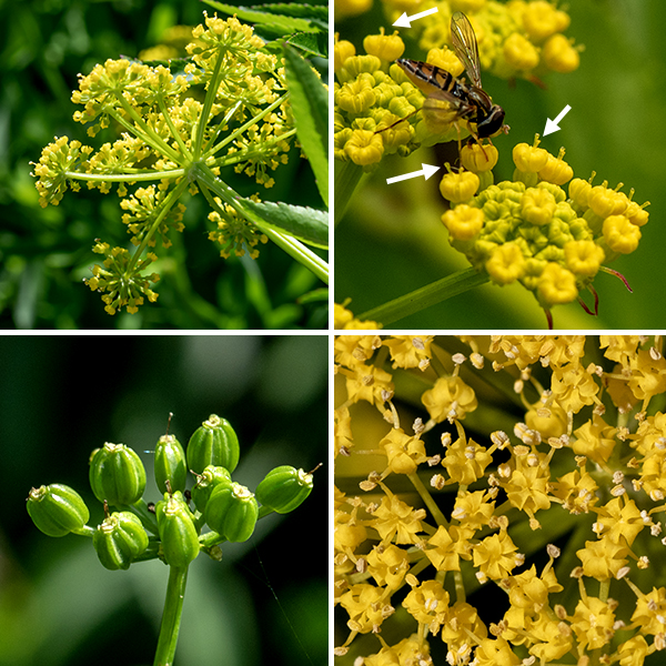 The tips of the upper stems of golden alexanders produce flat to slightly rounded compound umbels 2-3" across with about a dozen umbellets of tiny, golden-yellow flowers. Each umbellet has about 20 flowers; the central flower is sessile (or nearly sessile) while all the other blooms in the umbellet are on short stalks (pedicels), a character of the genus. Each 1/8" wide flower consists of an insignificant calyx, five yellow petals that are persistently incurled, five stamens with yellow anthers projecting through the spaces between the petals, and two styles. The fruits are a ribbed (not winged) 2 mm long capsule with a flat top from which the remnants of the two styles project. Golden alexanders prefers full to partial sun and is tolerant of a range of habitat quality. The yellow-flowered variety of meadow parsnip (Thaspium trifoliatum var. aureum) is very similar to golden alexanders but has basal leaves that are simple rather than trifoliate compound, but I have not seen meadow parsnip in Jackson Park. John Hilty (www.illinoiswildflowers.info) warns that "Golden Alexanders should not be confused with Pastinaca sativa (Wild Parsnip), which is a weedy Eurasian biennial. The latter is taller, blooms later, and has more leaflets in each compound leaf." Wild parsnip DOES occur in Jackson Park, but it is relatively rare, twice the size of golden alexanders, has robust, strongly ribbed stems, and a large, flattened, winged fruit. Heartleaf alexanders (Zizia aptera) is also very similar, but only the uppermost leaves are compound; all the lower and middle leaves are simple and heart-shaped.